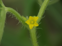 Cucumis maderaspatanus
