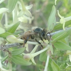 Apis mellifera