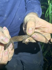 Gelanesaurus flavogularis