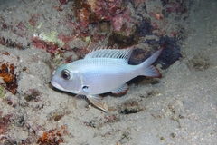 Monotaxis grandoculis