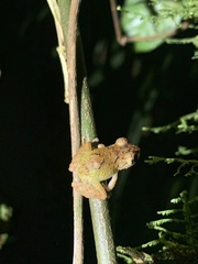 Pristimantis mallii