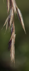 Bromus ciliatus