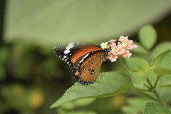 Danaus chrysippus