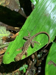 Gelanesaurus flavogularis