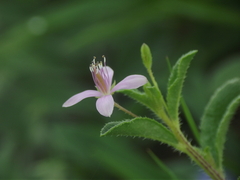 Cleome simplicifolia