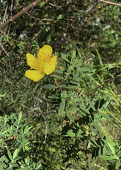 Hypericum revolutum