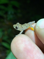 Pristimantis croceoinguinis