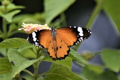 Danaus chrysippus