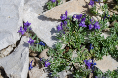 Linaria alpina alpina