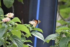 Danaus chrysippus