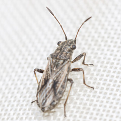 Ortholomus punctipennis