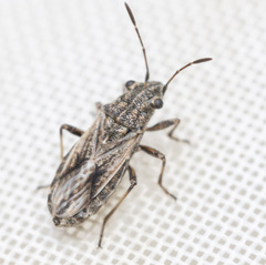 Ortholomus punctipennis