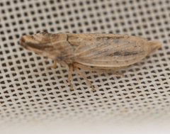 Eupelix cuspidata