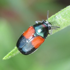 Megalostomis pyropyga