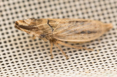 Eupelix cuspidata