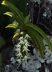 Cyrtorchis praetermissa subsp. praetermissa image