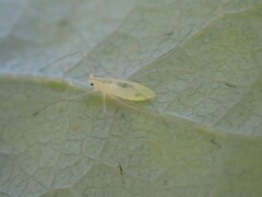 Macrosiphum californicum