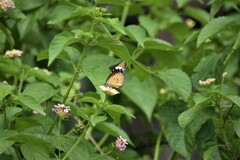 Danaus chrysippus