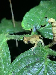 Dendropsophus parviceps