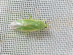 Orthotylus marginalis