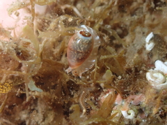 Gibberula miliaria