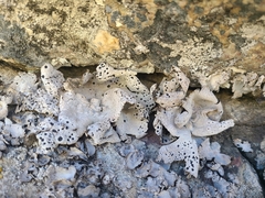 Umbilicaria crustulosa