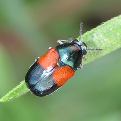 Megalostomis pyropyga