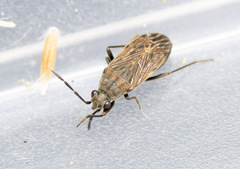 Peritrechus geniculatus