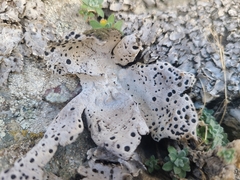 Umbilicaria crustulosa