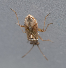 Nysius helveticus