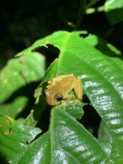 Dendropsophus minutus