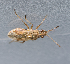 Nysius helveticus