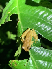 Dendropsophus minutus
