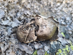 Umbilicaria crustulosa
