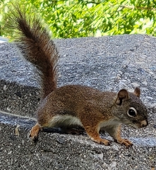 Tamiasciurus hudsonicus