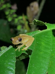 Dendropsophus minutus