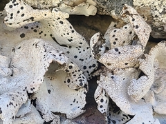 Umbilicaria crustulosa