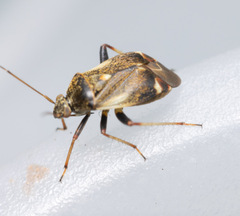 Polymerus palustris