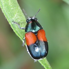 Megalostomis pyropyga