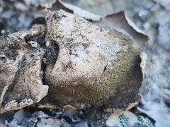 Umbilicaria crustulosa