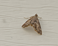 Hymenia perspectalis