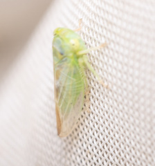 Populicerus confusus