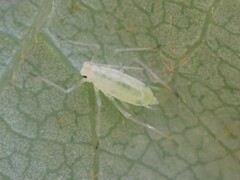 Macrosiphum californicum