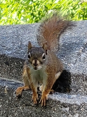 Tamiasciurus hudsonicus