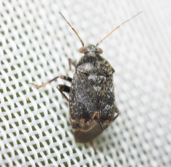 Charagochilus gyllenhalii
