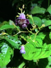 Monopyle paniculata