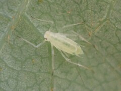 Macrosiphum californicum