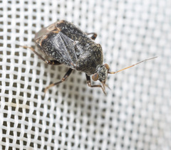 Charagochilus gyllenhalii