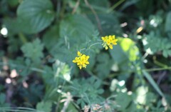 Lotus uliginosus