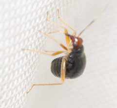 Orthonotus rufifrons